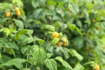 Himbeerhecken – natürlicher Sichtschutz das ganze Gartenjahr hindurch.