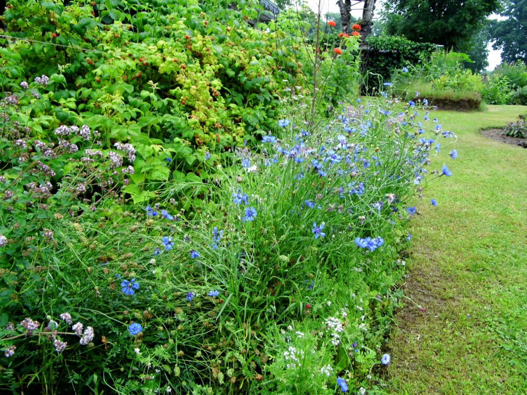 Kleines Bienenbeet im Garten