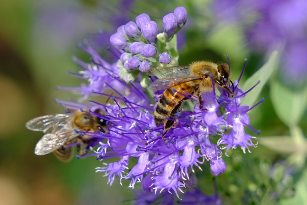 Bienenbeet – Magnet für Wild- und Honigbienen.