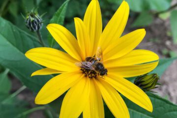 Topinambur – bienenfreundlicher Spätblüher