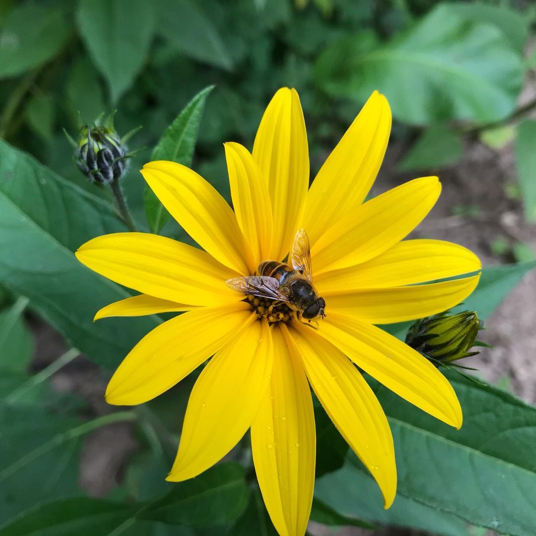 Topinambur – bienenfreundlicher Spätblüher