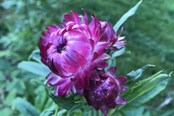 Strohblumen bringen Farbe und Textur