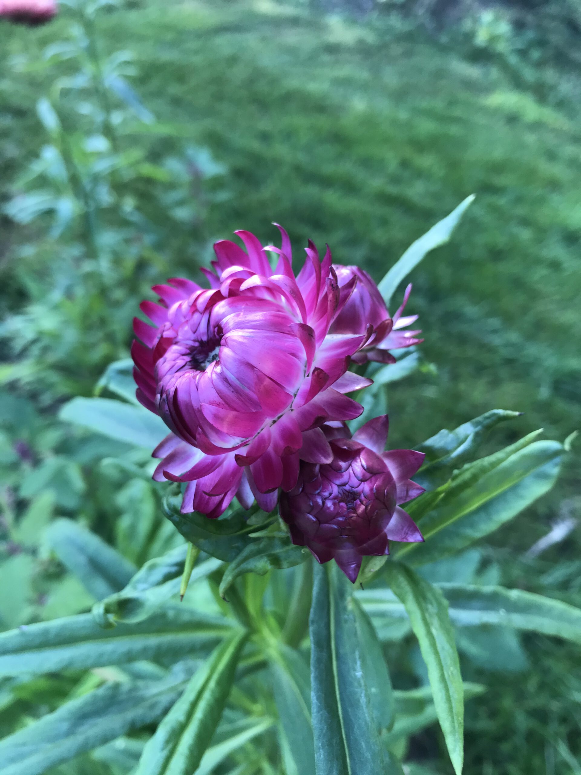 Strohblumen bringen Farbe und Textur