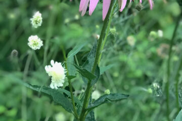 Scabiose – zarte Blüten von Juni bis September