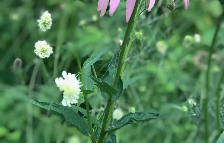 Scabiose – zarte Blüten von Juni bis September