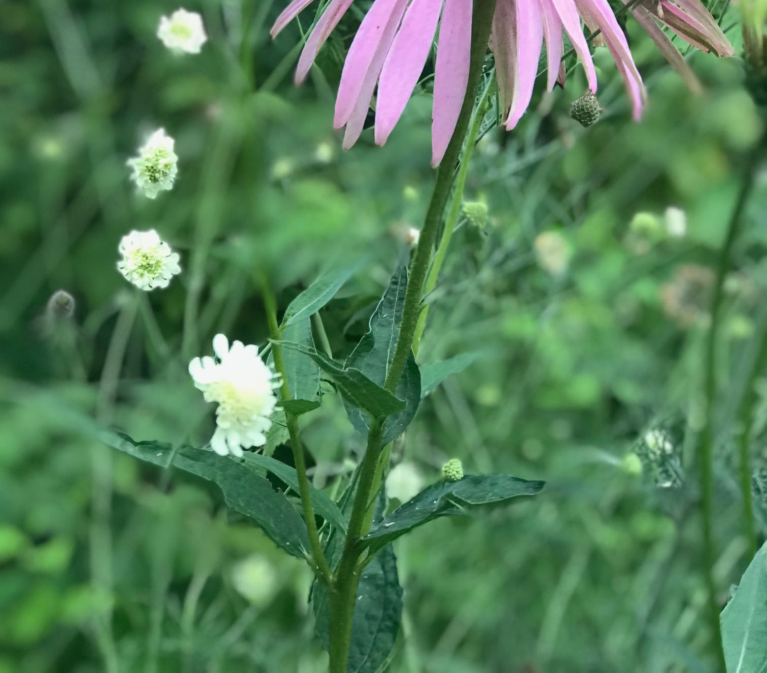 Scabiose – zarte Blüten von Juni bis September