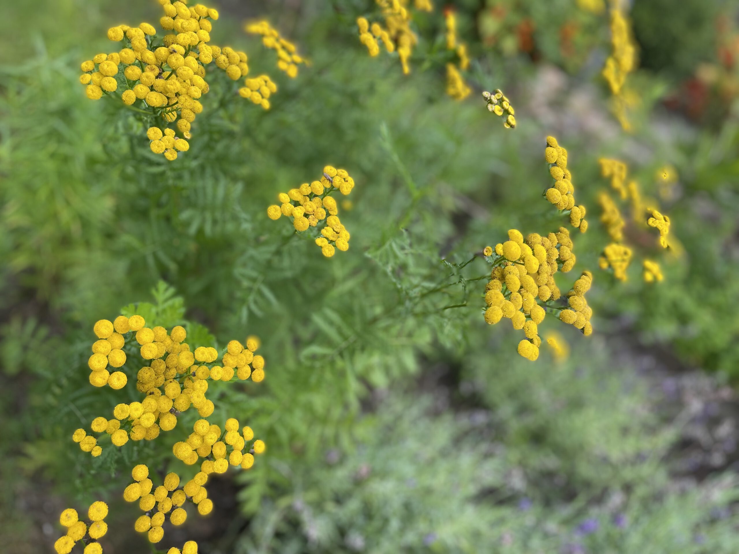 Rainfarn ein vielseitiges Kraut für Garten und Gesundheit