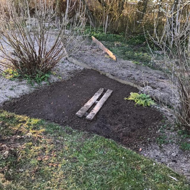 Hier zwischen den alten Johannisbeeren wachsen nun Zwiebeln und Rauke. Hinten rechts hat sich ein Fingerhut angesiedelt, der darf bleiben.
#gartenideen #garteninspiration #gartenplanung #gartengemüseküche #ökologischgärtnern #niendorfostsee 
#gartenbau #gartengestaltung