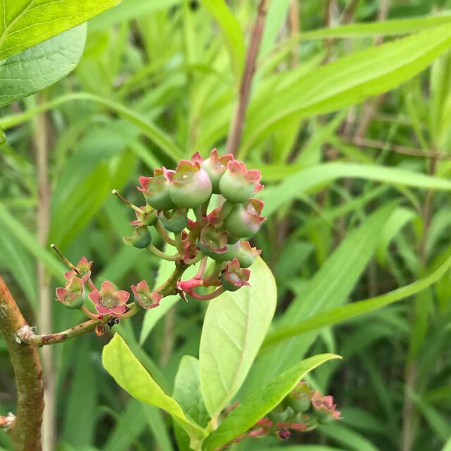 Heidelbeeren, schön anzusehen 
#heidelbeeren #blaubeeren #beerenobst #beerengarten #naturgarten #ökologischgärtnern #nutzgarten #gartengestaltung #niendorfostsee