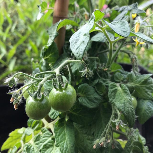 Die Buschtomaten schiessen jetzt. Zeit etwas zu düngen.
#tomaten #tomatoes #tomatoes🍅 #strauchtomaten #strauchtomate #buschtomaten #coctailtomatoes #biotomaten #niendorfostsee #natürlichdüngen #brennnesseljauche #gärtnernohnegift #kübeltomaten #balkontomaten #balkongarten
