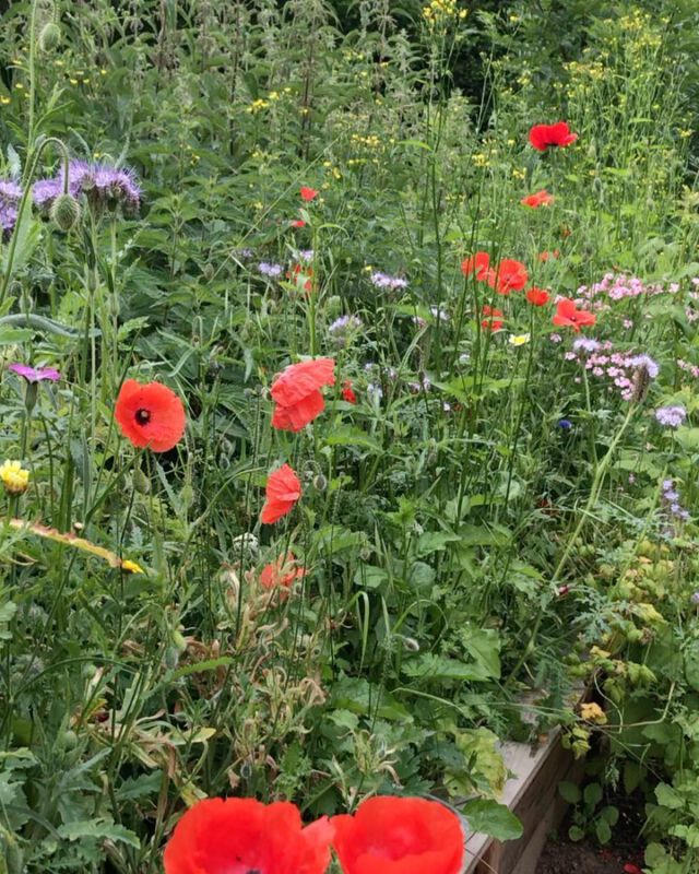 Hört sich ein bisschen an wie am Amazonas.
#naturgarten #bienengarten #insektenschutz #insektengarten #biodiversität #naturschutz #klimaschutzfängtimkleinenan #niendorfostsee #gartengestaltung #nachhaltiggärtnern #nachhaltigkeit #klimaschutz #klimagarten