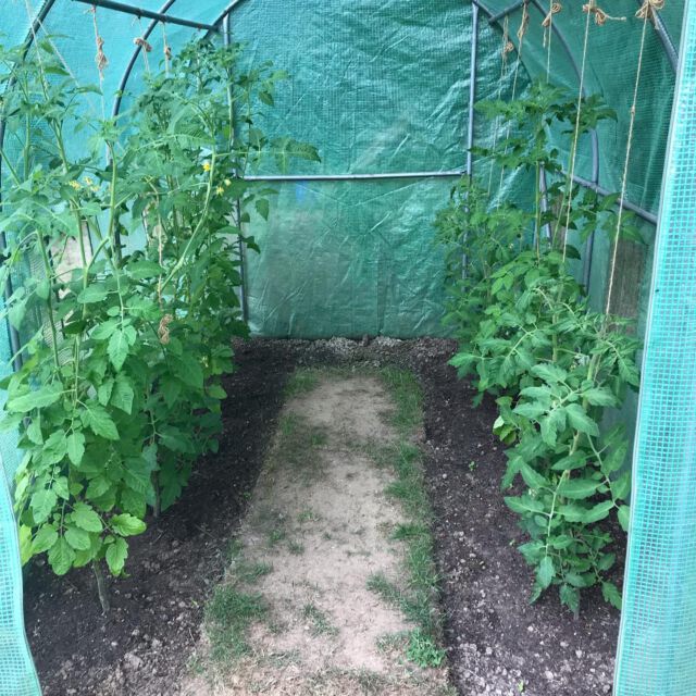 Hier wachsen Reisetomaten und Green Zebras.
#tomatenanbau #tomatenanbauen #tomatenanbau2022 #reisetomate #biotomaten #biotomatoes #niendorfostsee #gartengestalter #selbstversorgung_aus_dem_garten #sustainablegardening