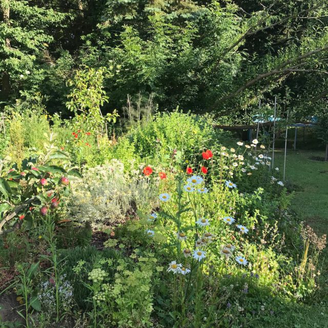 Morgendlicher Blick auf das Kräuterbeet. Ist alles drin, was man in der Küche braucht, aber eben auch noch viel mehr.
#kräuterbeet #wildkräuter #biokräuter #küchenkräuter #küchenkräutergarten #naturgarten #ökogarten #naturgartenbau #niendorfostsee #nutzgarten #bienengarten #biodiversity #biodiversität #natürlichgärtnern #gartenparadies