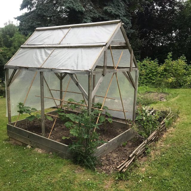 Salatgurken im DIY Gurkenhaus.
#salatgurke #salatgurken #salatgurke🥒 #salatgurkenpflanzen #ökogarten #ökogärtnern #biogemüse #biogemüsegarten #niendorfostsee #nachhaltiggärtnern #klimagarten