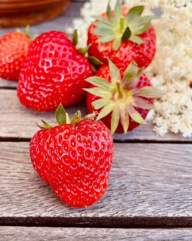 Tägliche Erdbeer- und Holunderblütenernte. Letzteres wird zu leckerem Sirup, die Erdbeeren werden genascht.
#erdbeeren #erdbeerernte #erdbeere #bioerdbeere #bioerdbeeren🍓🍓🍓 #niendorfostsee #ökogarten #nachhaltiggärtnern #holunderblütensirup #holunderblüten #holunder