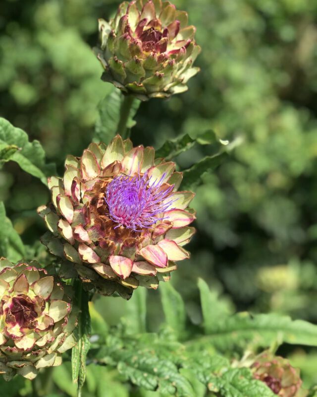 Artischocken-Blüte
#artischocken #artischockenblüte #artischocke #artischoke #artischockenliebe #artischocken❤️ #artischockenblüten #artischockenanbau #niendorfostsee #ökogartenbau #ökogärtnern