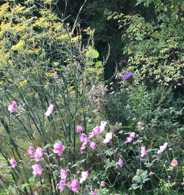 Hübsche Mischung: Anemonen, Teefenchel und im Hintergrund lugen die Artischockenblüten hervor.
#naturgarten #naturgartengestaltung #natugartenfreude #naturgartenglück #naturgartenplanung #staudengarten #blütengarten #spätblüher #bienengarten #biodiversitätfördern #niendorfostsee