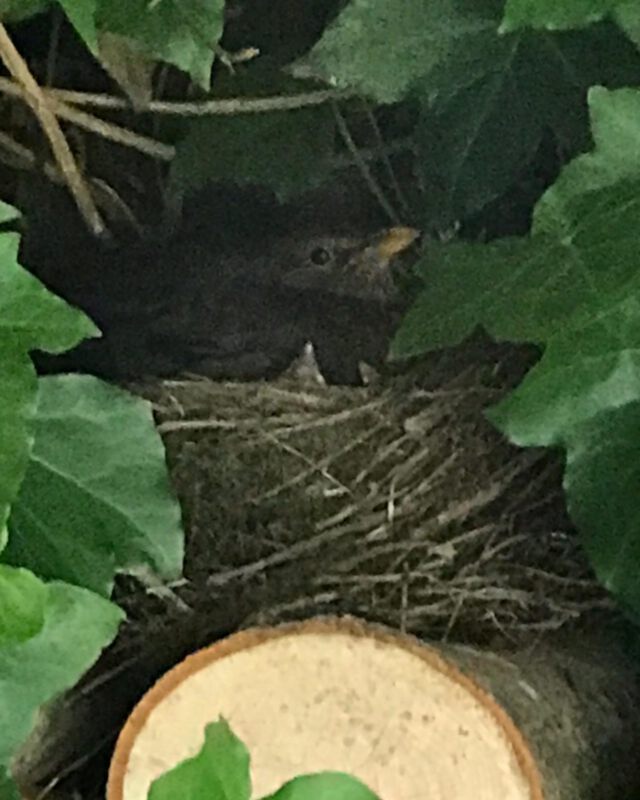 Kleines Update zu Berta: die Amselküken sind geschlüpft …
#amsel #amselbrütet #amselbrut #ökogarten #niendorfostsee